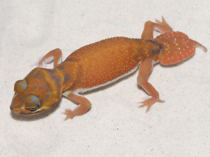 Nephrurus levis occidentalis 